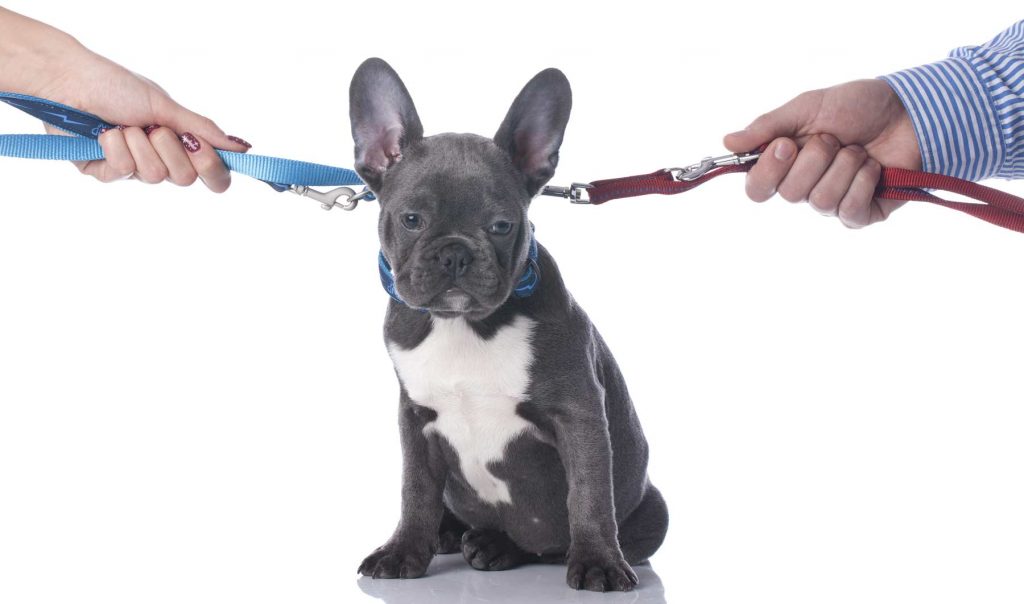 mascotas en un divorcio